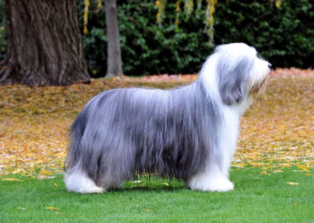 #55. Bearded collie